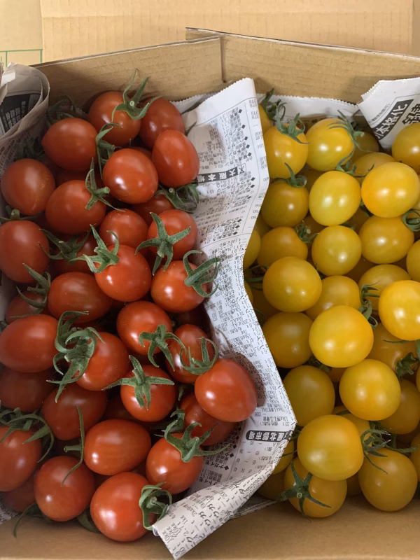 2kg箱　『アイコ・アイコイエロー』カラフルを比較‼︎美味しいおすすめアイコ〜