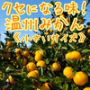 くせになる味！温州みかん《小さいサイズ》