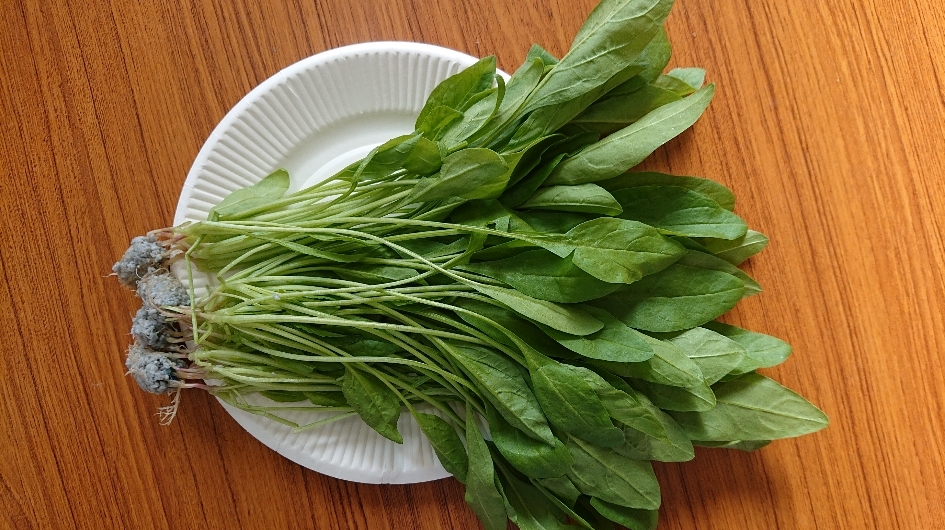 サラダほうれん草｜野菜の商品詳細｜ポケットマルシェ｜産直(産地直送