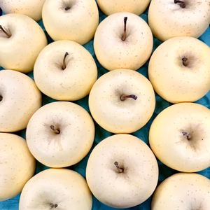 金星　秀3キロ【希少品種！黄色いりんごの本命！】