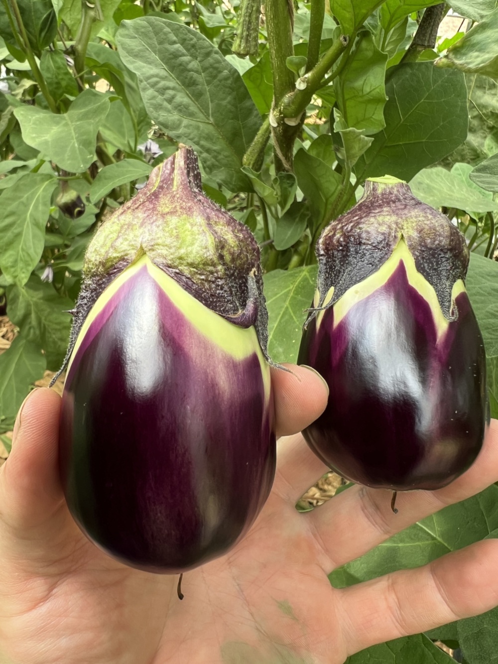 りんごあめなす　規格外　本日（１０月２日）12時40分に出品いたします。 りんごあめなす 規格外 本日（10月2日）12時40分に出品