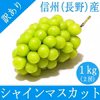 長野県産 シャインマスカット 訳あり 1kg 9月上旬頃出荷開始予定