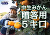 【濃厚な味わい】今が一番おいしい中生みかん（秀品）｜勝浦町産
