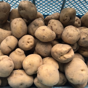 訳あり　7月掘りのきたあかり　家庭用サイズ10kg