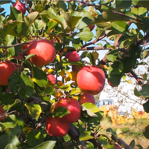 【7周年福袋】もぎたて! 減農薬りんご サンつがる 秀品 2kg/3kg ギフト