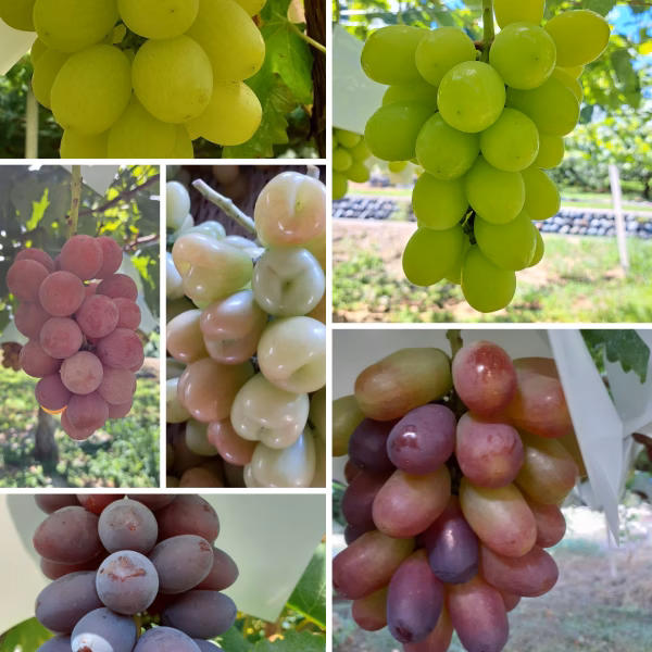 【9周年福袋】-クール発送-翠笑宴ジュエリーボックス