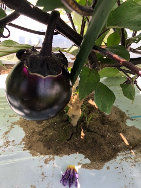 ナスの女王 賀茂茄子 訳あり品京都の伝統野菜 農家漁師から産地直送の通販 ポケットマルシェ