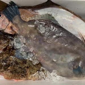 高級魚！！季節の鮮魚BOX 大入島