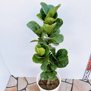 現物販売　フィカス　バンビーノ　カシワバゴム　 ゴムの木　希少　観葉植物