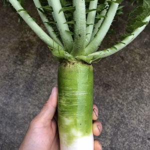 沼山大根(10キロ)