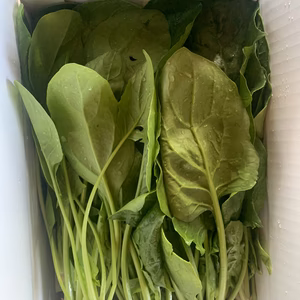 熊本県八代産　農薬不使用　ほうれん草　400グラム