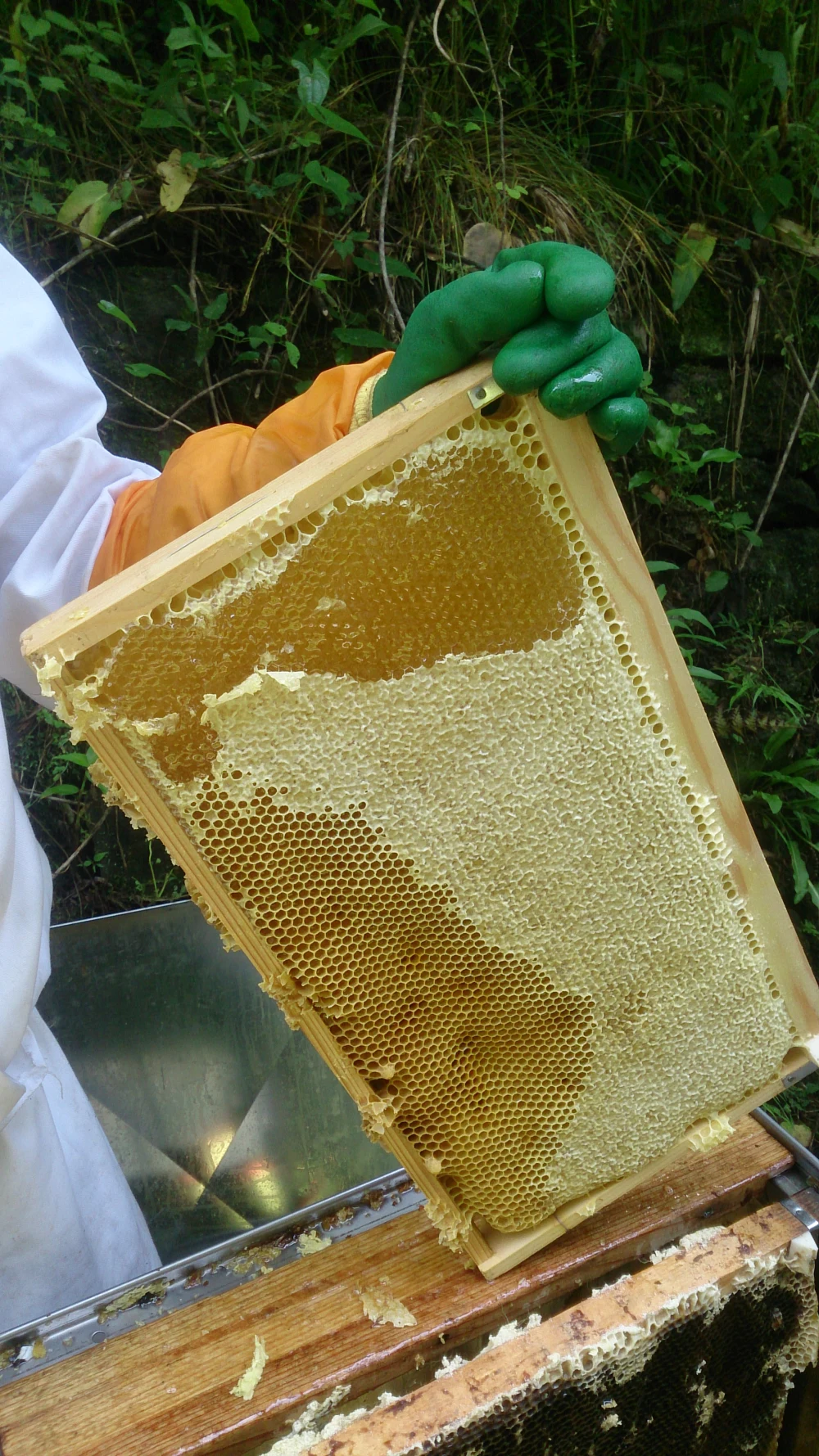 山の花々から蜜蜂が集めてくれたハチミツ（百花蜜600g・紀州和歌山）