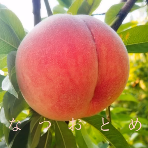 山形の豊かな自然で、園主が愛情を注ぎ込んだ桃『なつおとめ』※8月15日頃から〜