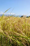 有機栽培・無農薬・富山県産コシヒカリ　白米（精米済）27kg（18升）