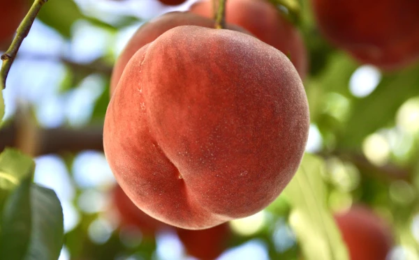 【先行予約】なつっこ 高糖度で硬めの桃✨朝採りその日に発送します