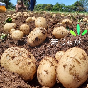 春の新じゃが✨長崎を代表するじゃがいも　ニシユタカ‼️