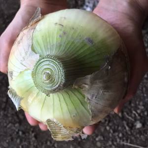 トロトロ！デッカイ甘い肉厚な玉ねぎ