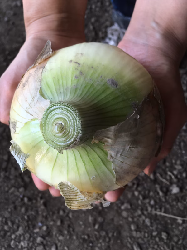 トロトロ！デッカイ甘い肉厚な玉ねぎ