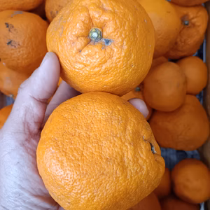 広島産 柑橘はるみ　訳あり品 合計 5kg 　おまけ付き