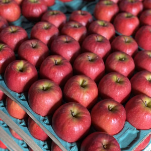 希少品種！！小粒で甘酸っぱいりんご　ピンクレディー