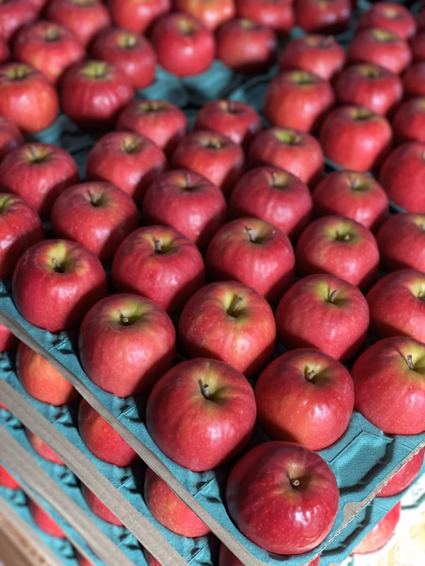 希少品種！！小粒で甘酸っぱいりんご　ピンクレディー