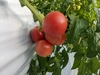 横浜産朝どれトマト「ホワイトフィールドフルベジトマト」を収穫当日出荷。