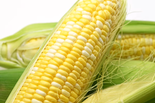 ドルチェドリーム（スイートコーン・とうもろこし）