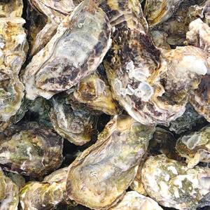 採れたて厳選冷凍牡蠣(800g×2P)【玄界灘産】【生食用】【紫外線殺菌済】