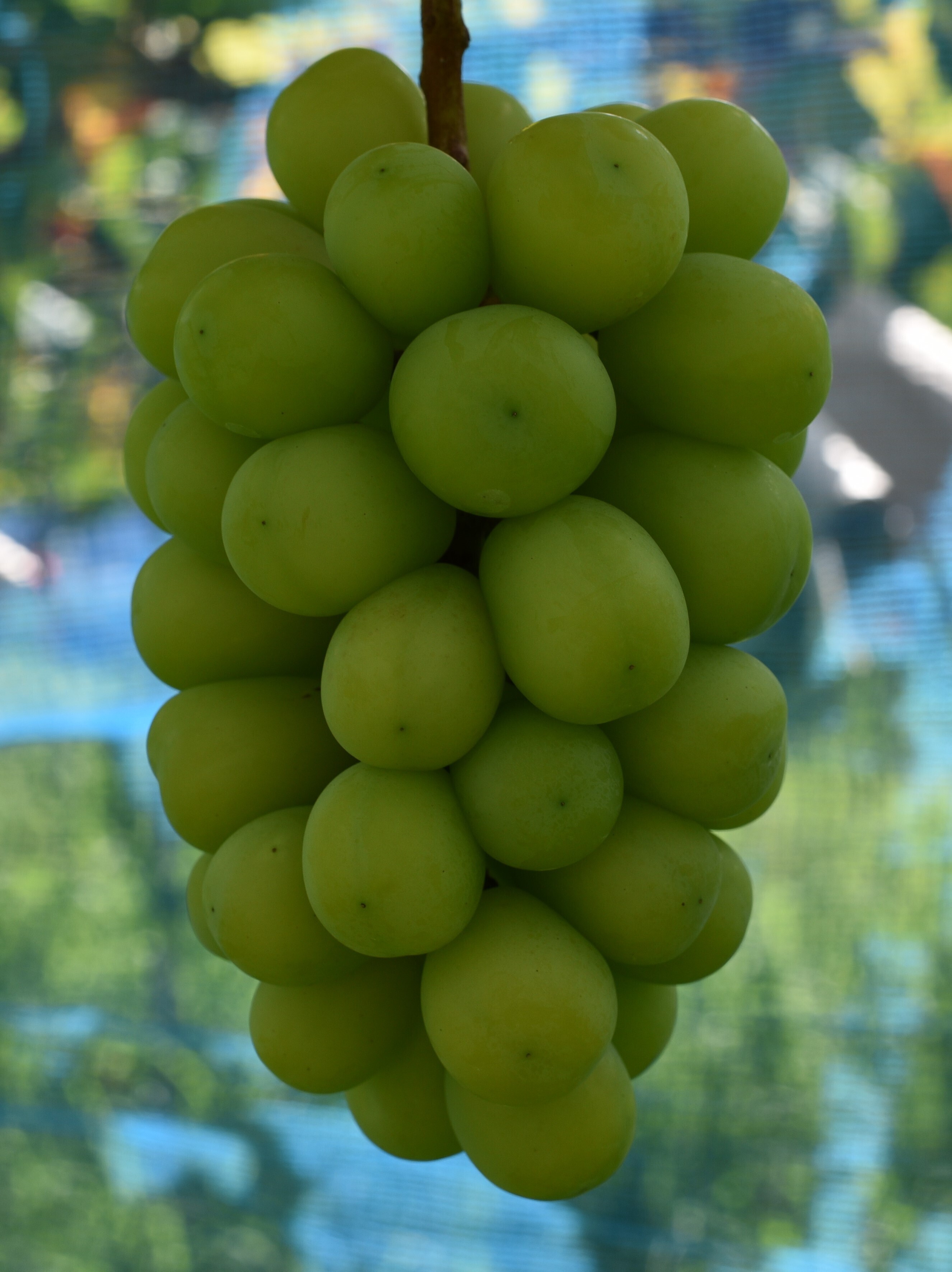 バイオレットキングの産直通販・お取り寄せ商品｜ポケットマルシェ