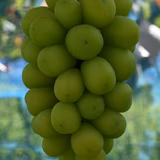 山坂勇樹 | ヤマサカフルーツ