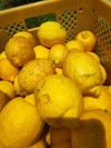 訳あり広島県産完熟レモン2kg