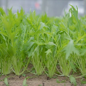 福岡県のASIAGAP認証農場で栽培したシャキシャキ水菜