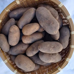 旨味も甘味も最高潮メークイン　6か月間貯蔵！今食べて欲しい熟成自然栽培ジャガイモ