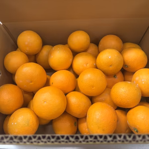 和歌山産　清見オレンジ　小玉