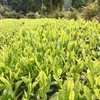 【茶農家の手づくり茶】お試しセット　昔ながらの手摘み製法2020年もの