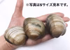 緊急値下げ！！ホンビノス貝【3kg】