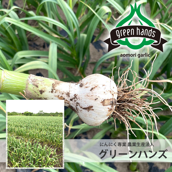 青森県産にんにく バラ ホワイト六片 にんにく農園が育てた「こだわり