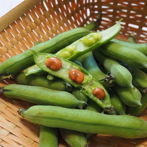 薄皮ごとパクッ！やさしい甘さの越前赤そら豆