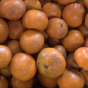 2025◆和歌山県産温州みかん 農薬不使用 中生 ◆