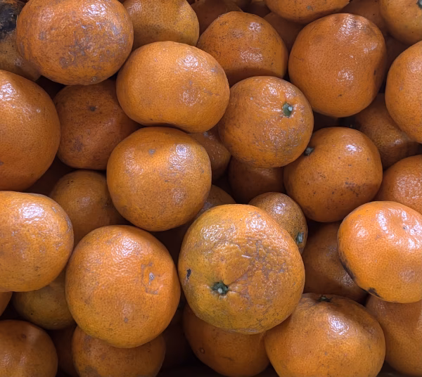 2025◆和歌山県産温州みかん 農薬不使用 中生 ◆