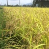 【２種セット】自然栽培コシヒカリ＆ササニシキ各１kg 白米（令和3年 富山県産）