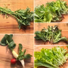 【ハウス高設栽培】サラダ野菜セット