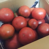 減農薬 桃太郎 トマト 約３kg １２個〜