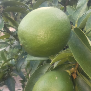 皮まで安心広島県産レモン 良品 4kg 約40個入