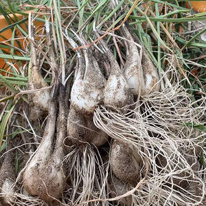 【限定栽培】農薬不使用の根付き生らっきょう【収穫から最短発送】鳥取県産