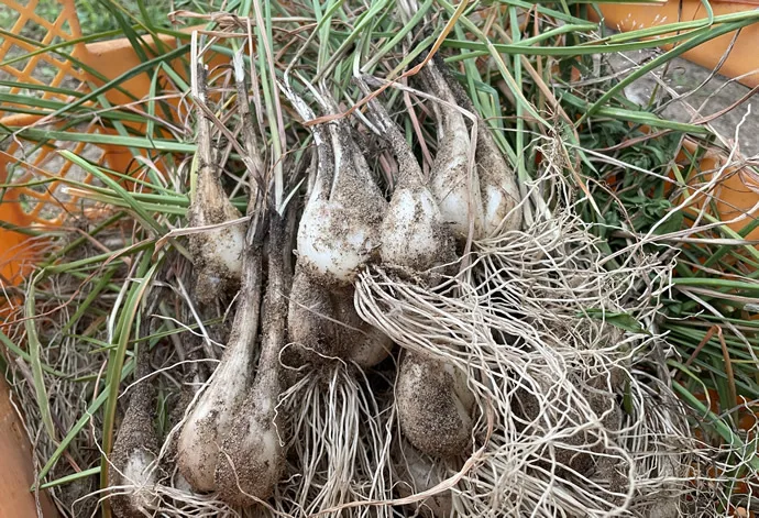 茄子紺 朝掘りらっきょう 農薬不使用 根皮土付きで3kg 徳島県産 - 通販