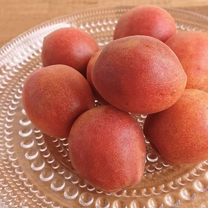 ！ひょう被害！“ツユアカネ=ウメ×ニホンスモモ"   ワケあり露茜　