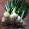 淡路島新葉玉ねぎ [農薬・化学肥料不使用]