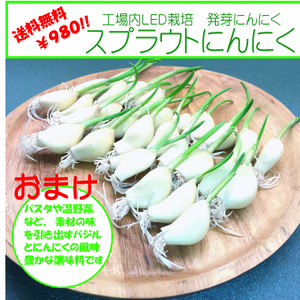 発芽にんにく（スプラウトにんにく）