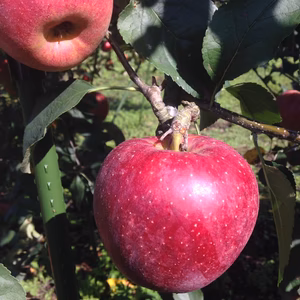 ファン急増中！大山の大自然で育った秋映（3kg）家庭用